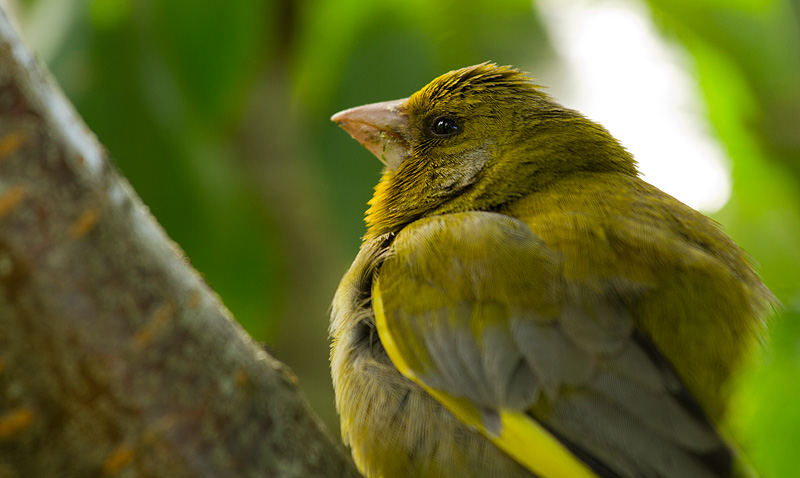 Greenfinch_030711_1.jpg