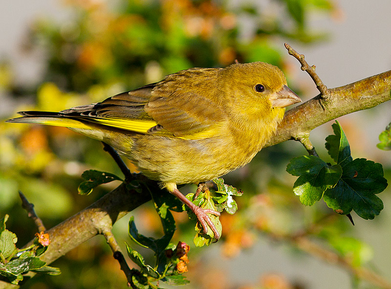 Greenfinch_060611_2.jpg