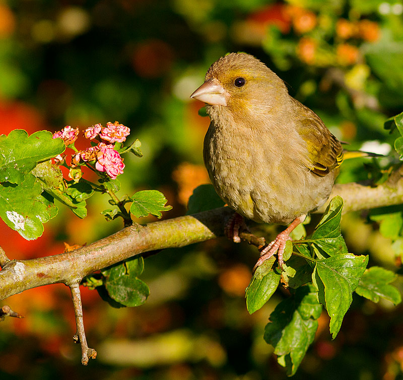 Greenfinch_060611_3.jpg