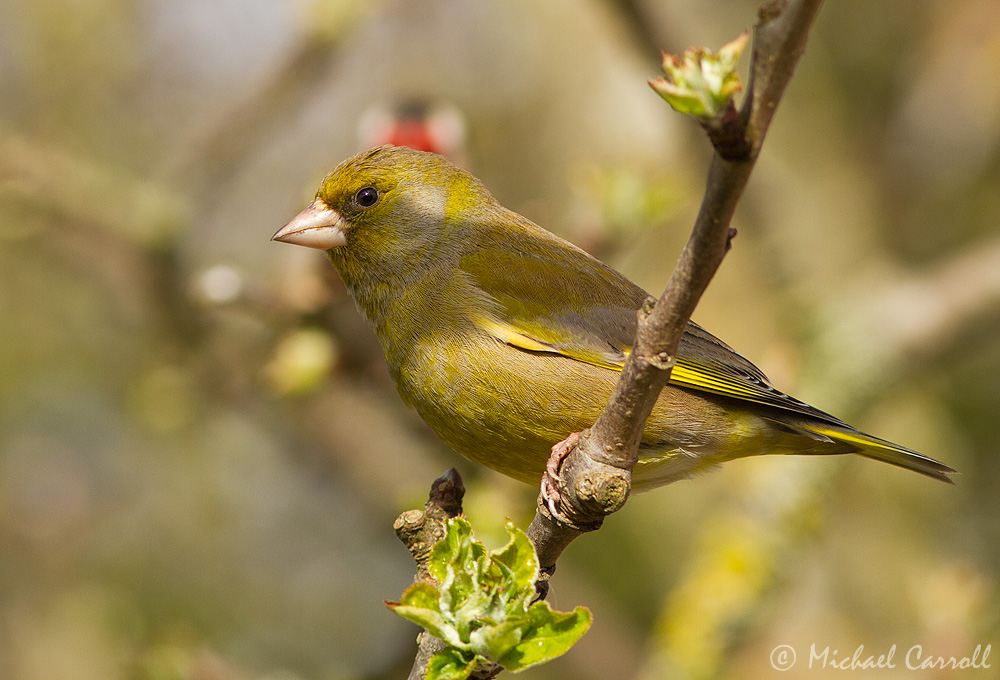 Greenfinch_210413_1kpx_1.jpg