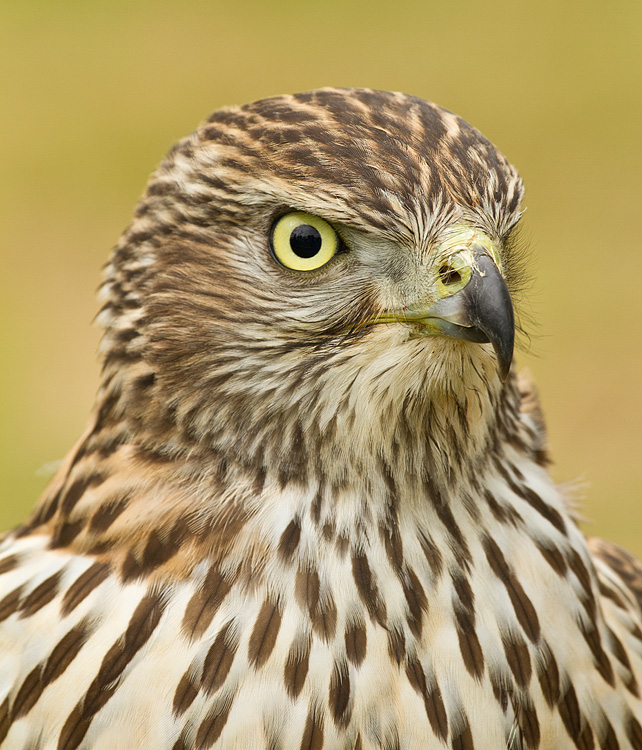 Hawk_010913_1.jpg