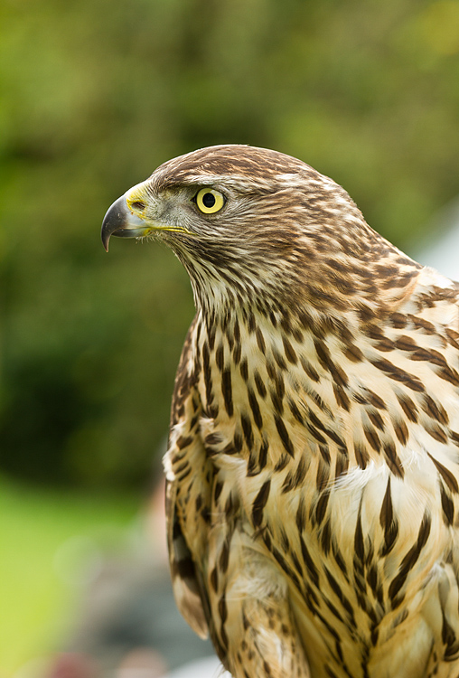 Hawk_010913_2.jpg