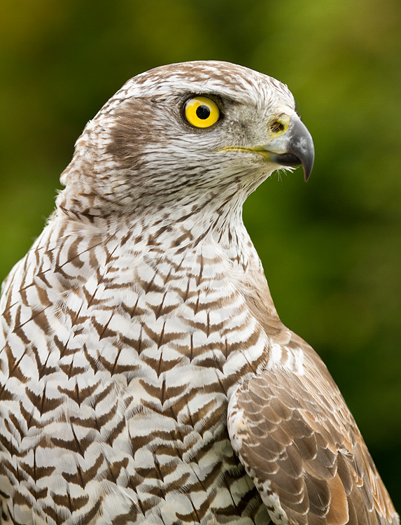 Hawk_010913_3.jpg