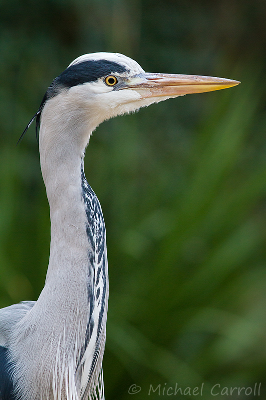 Heron_011213_1.jpg
