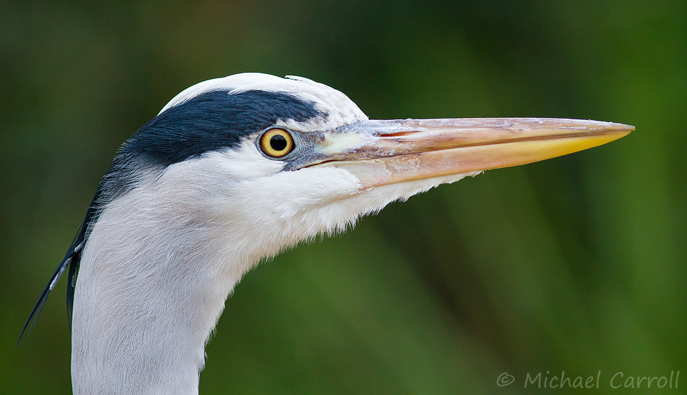 Heron_011213_2.jpg