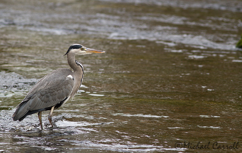 Heron_181112_3.jpg