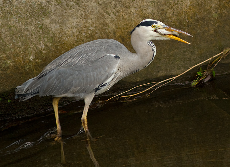 Heron_301011_3.jpg