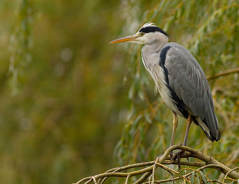 Heron_301011_4.jpg