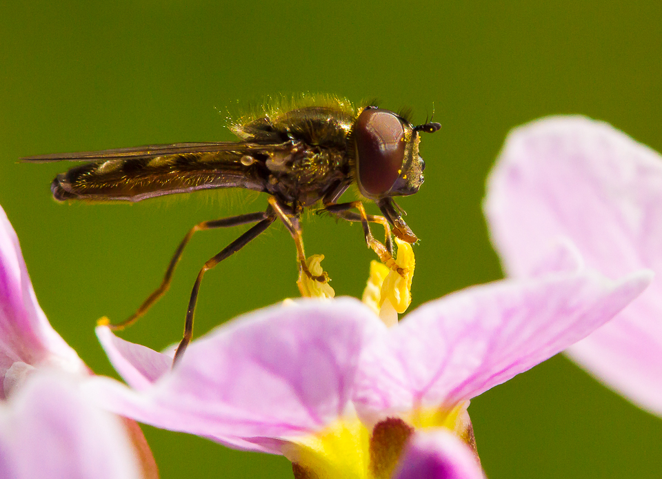 Hoverfly_030515_1.jpg