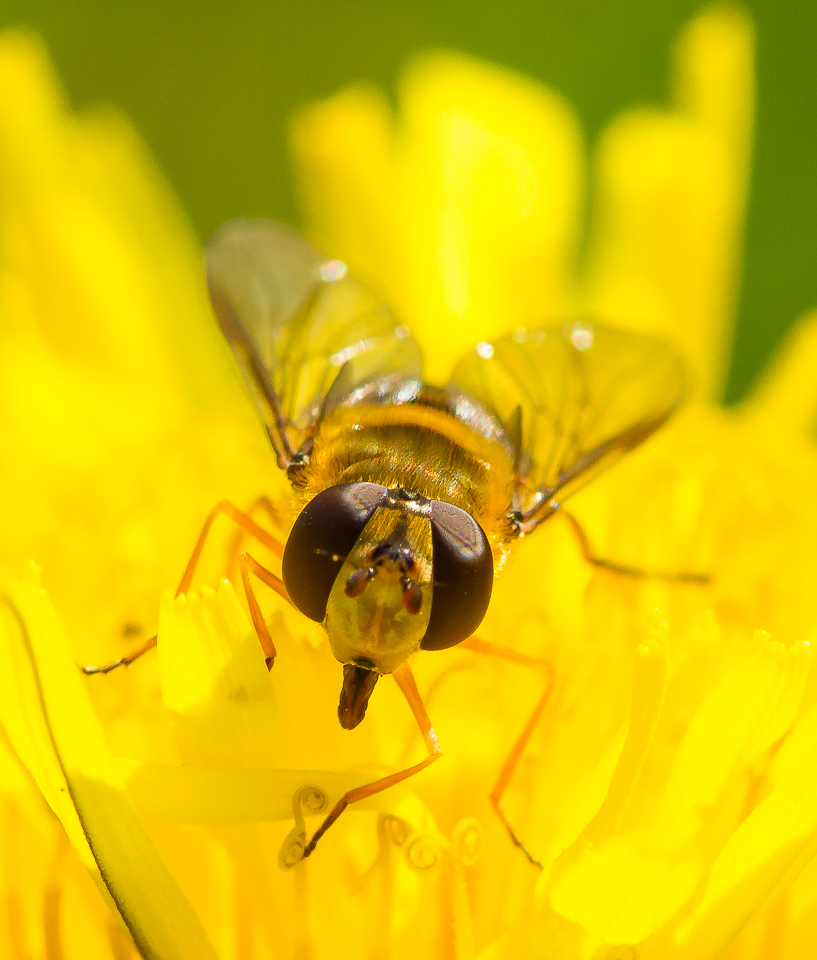 Hoverfly_030515_3.jpg