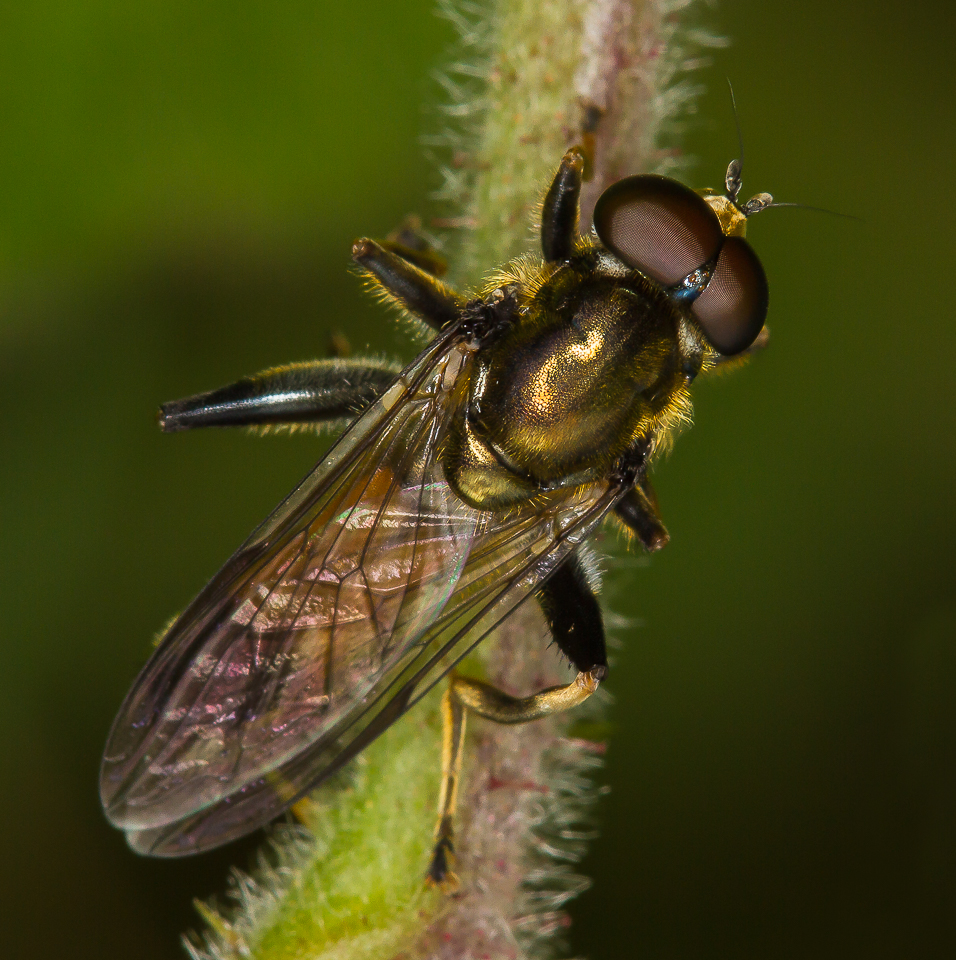 Hoverfly_070615_1.jpg