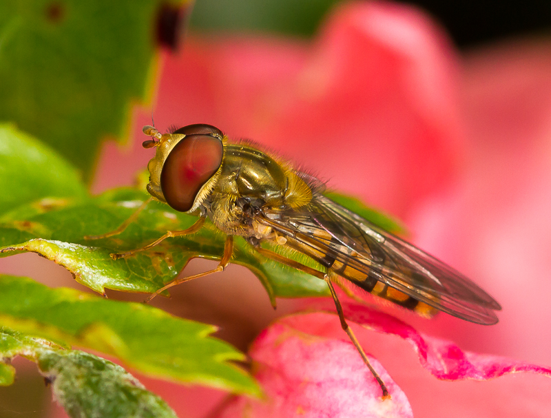 Hoverfly_190715_800px_4.jpg