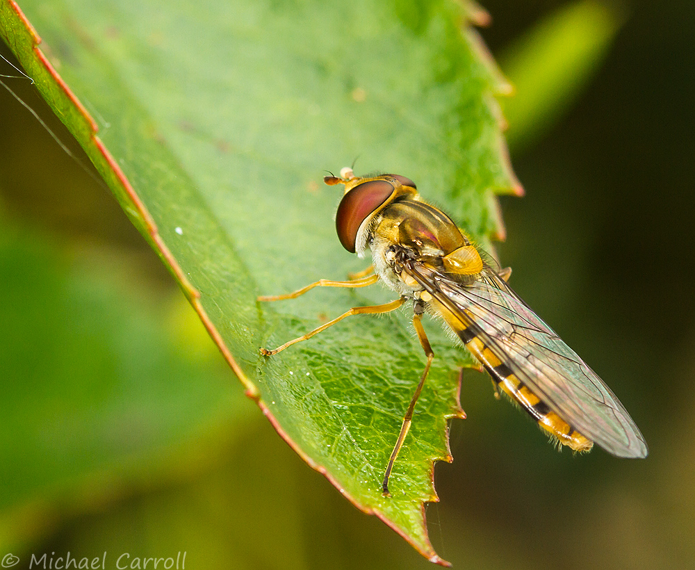 Hoverfly_300514_1.jpg