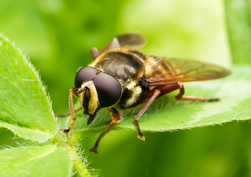 Hoverfly_Boora_041015_1_800px.jpg