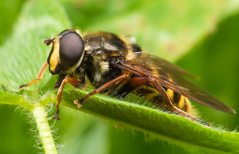 Hoverfly_Boora_041015_2_800px.jpg