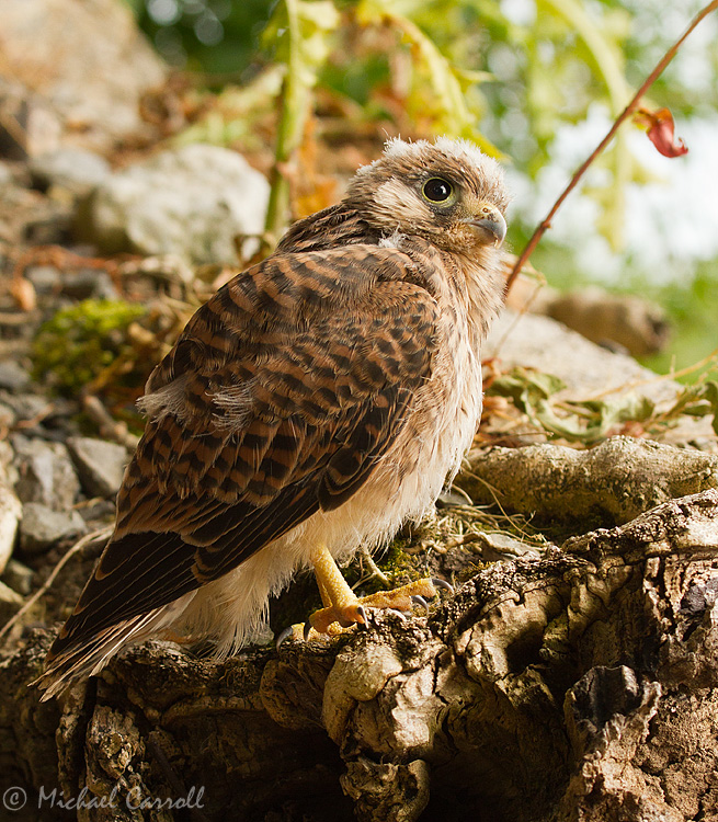 Kestrel_150713_1.jpg
