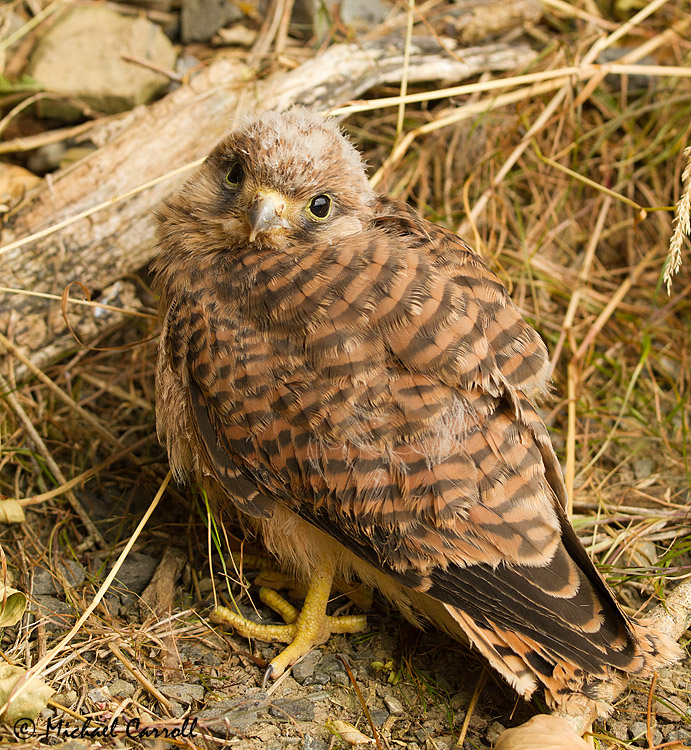 Kestrel_150713_3.jpg