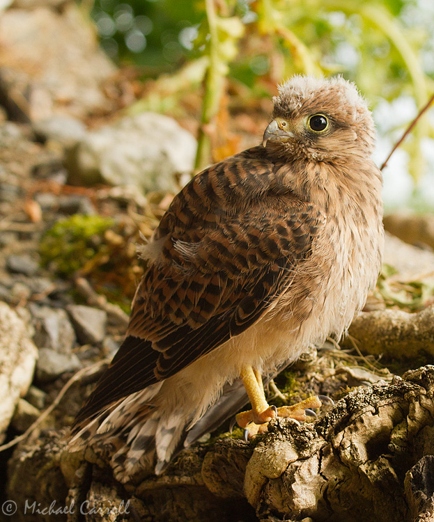 Kestrel_150713_5.jpg