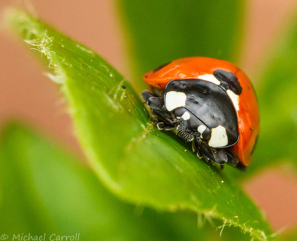 Ladybird_300514_1.jpg