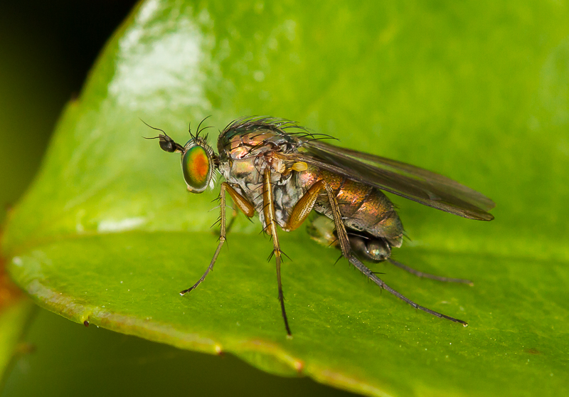 Long-legged_Fly_190715_800px_2.jpg