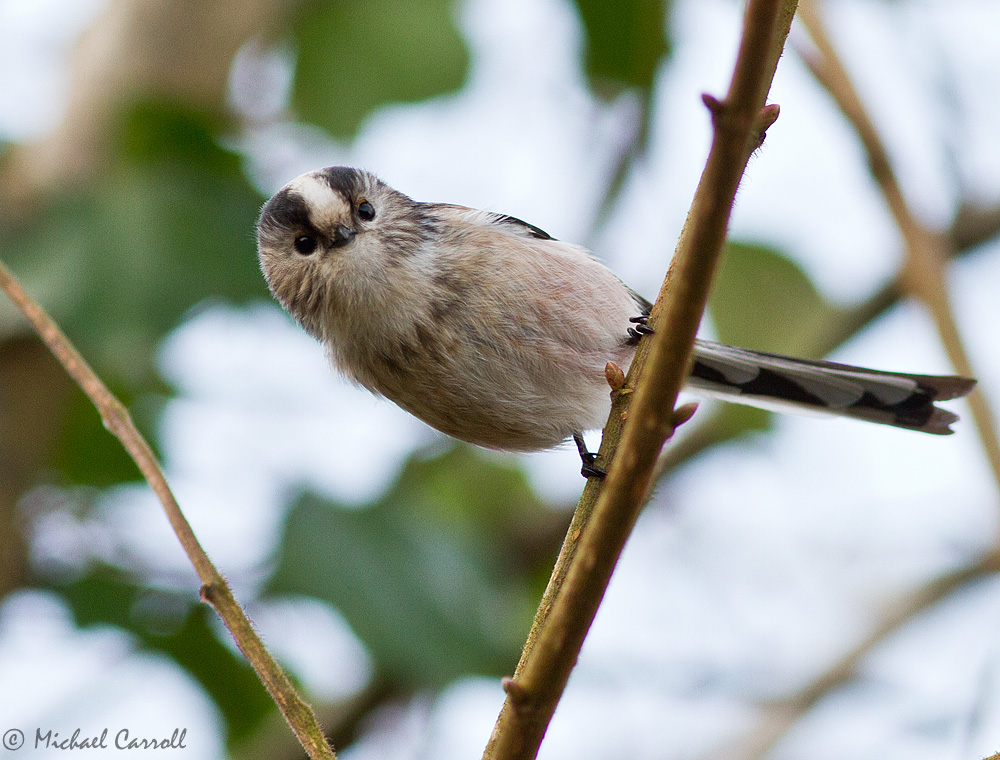 Long_Tailed_Tit_291212_1kpx_2.jpg