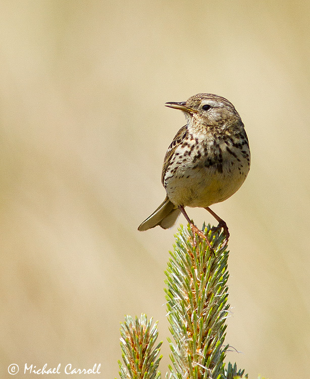 Meadow_Pipit_090613_1.jpg