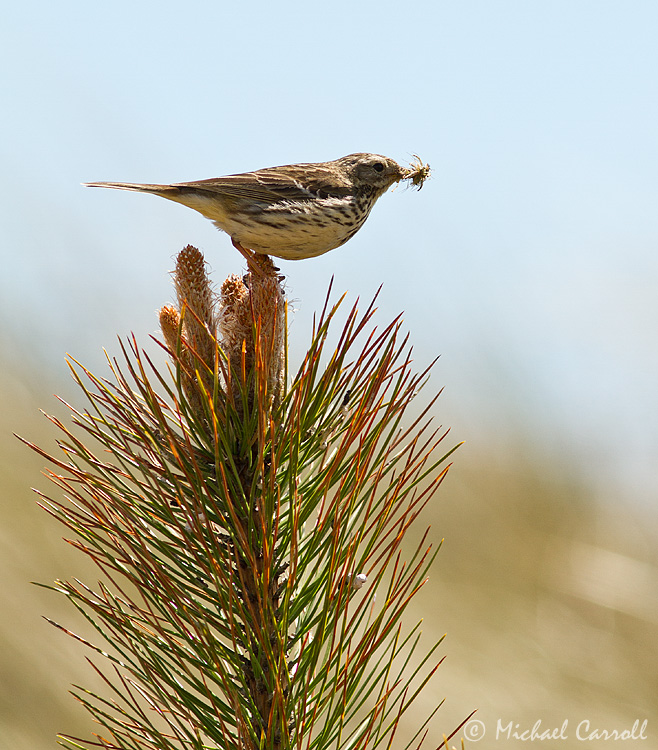 Meadow_Pippit_260513_1.jpg