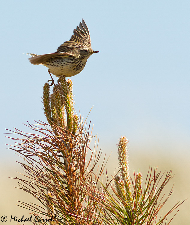 Meadow_Pippit_260513_2.jpg