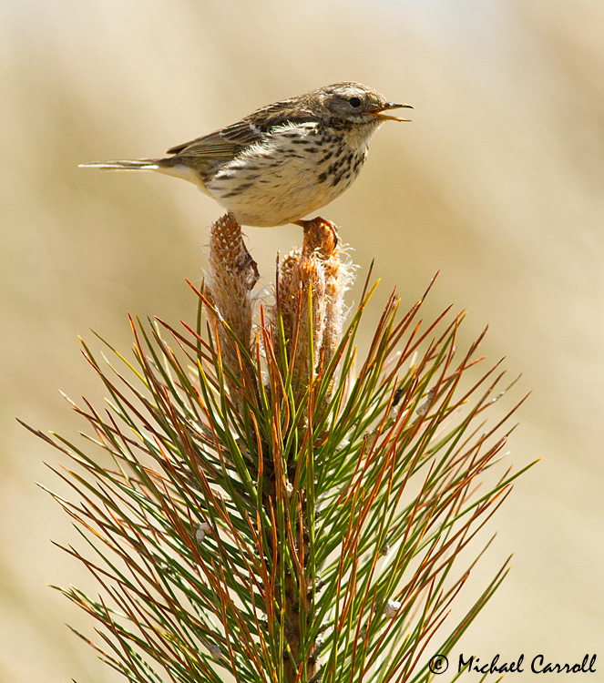 Meadow_Pippit_260513_3.jpg