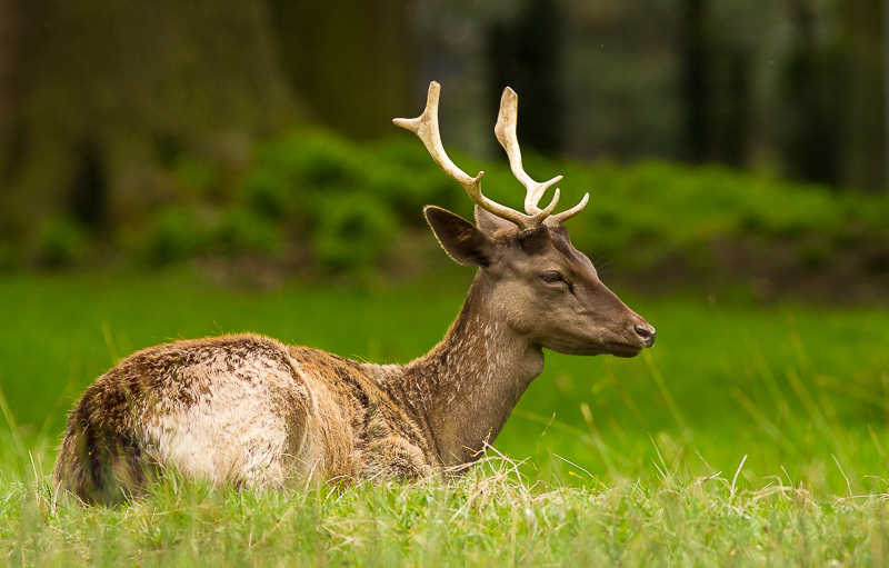 PP_Deer_100515_5.jpg
