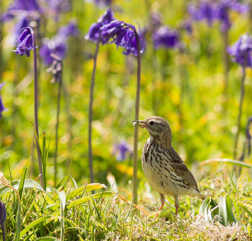 Pipit_140615_2.jpg