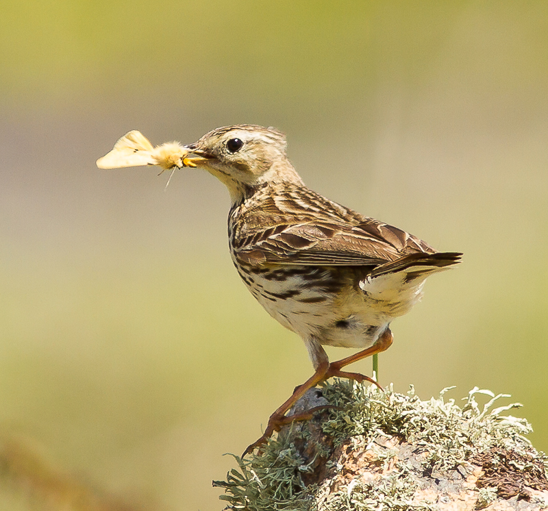 Pipit_140615_800px_1.jpg