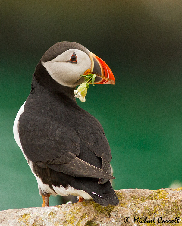 Puffin_030613_1.jpg