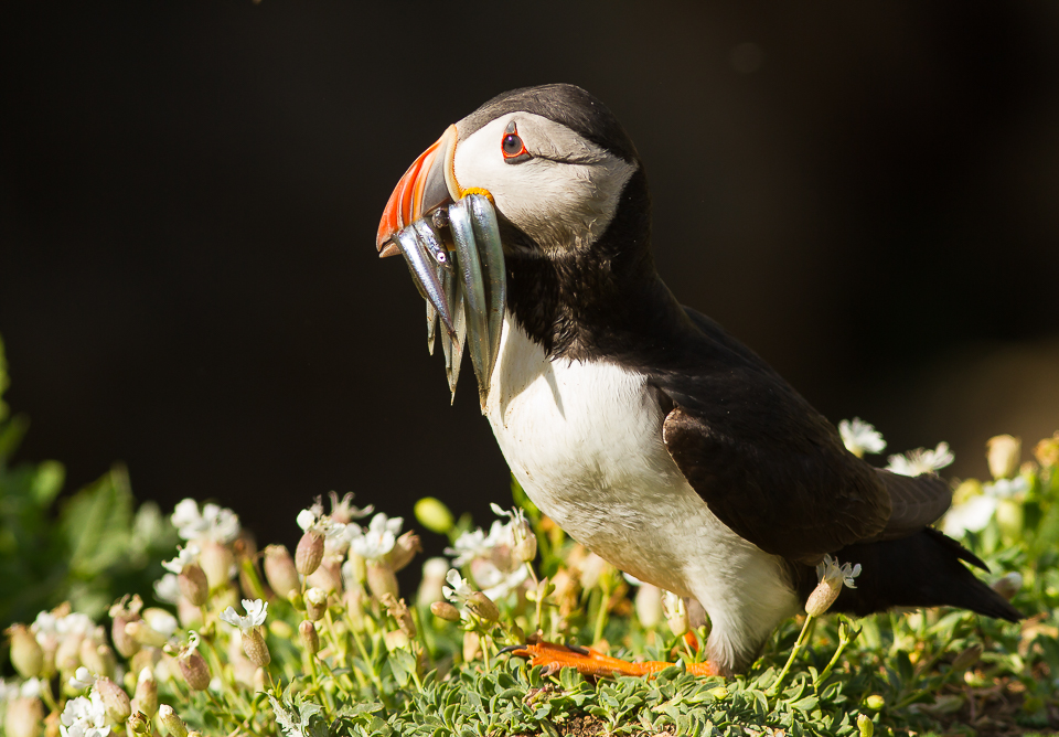 Puffin_140615_1.jpg