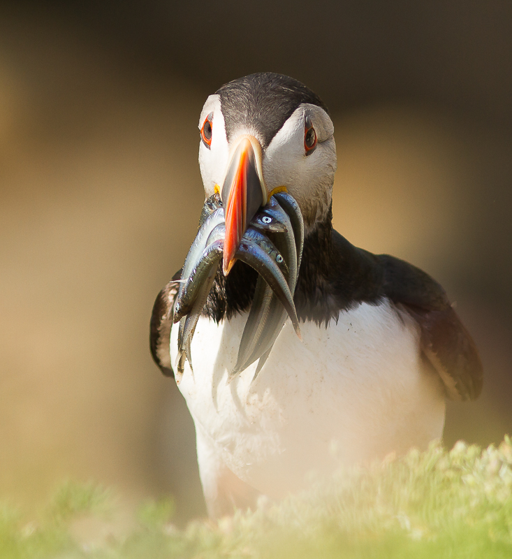 Puffin_140615_800px_4.jpg