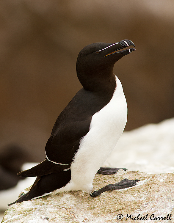 Razorbill_030613_1.jpg