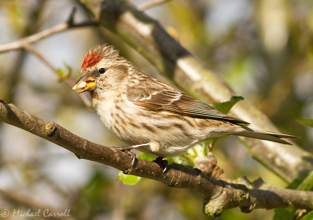 Redpoll_040513_1.jpg
