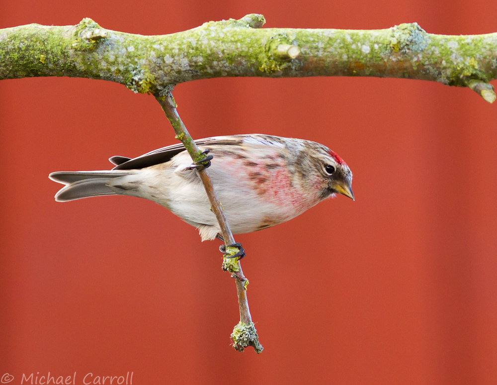 Redpoll_230314_1.jpg