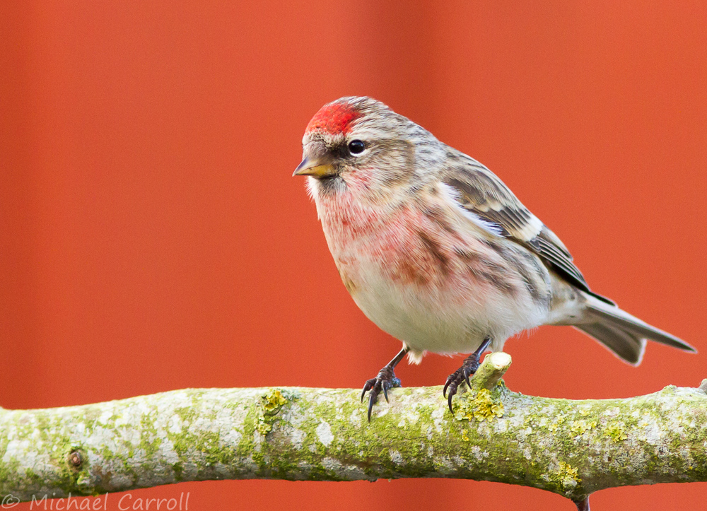 Redpoll_230314_3.jpg