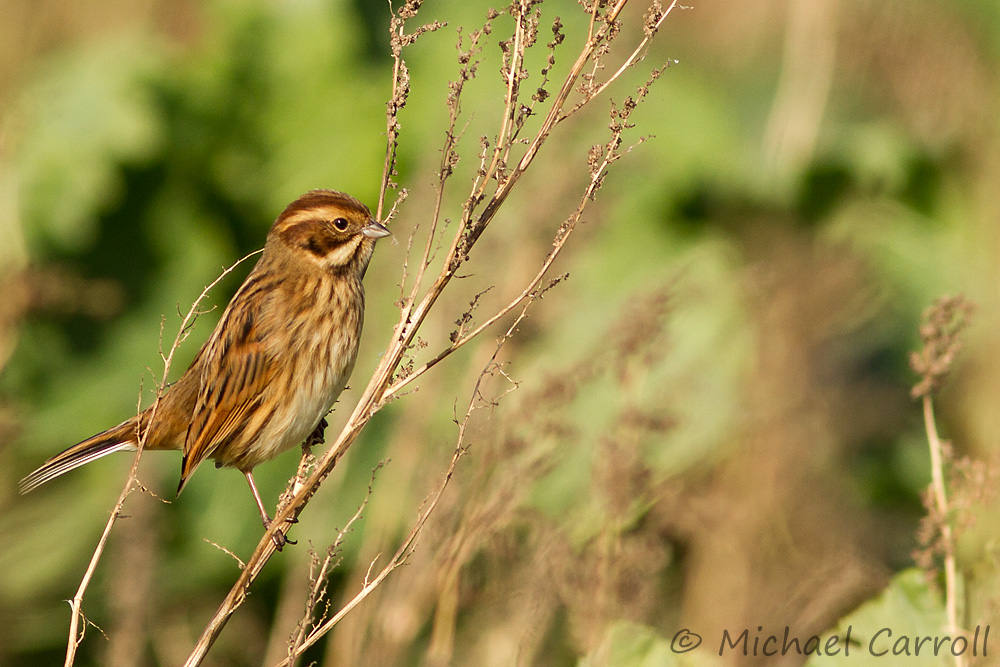 Reed_Bunting_031113_1.jpg