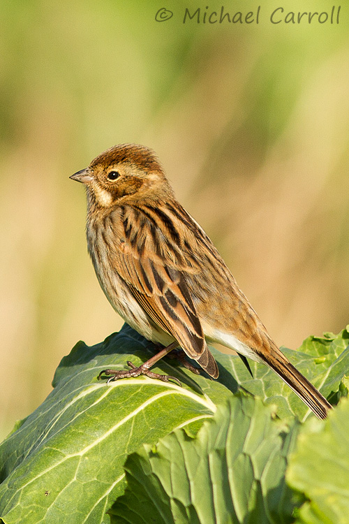 Reed_Bunting_031113_2.jpg