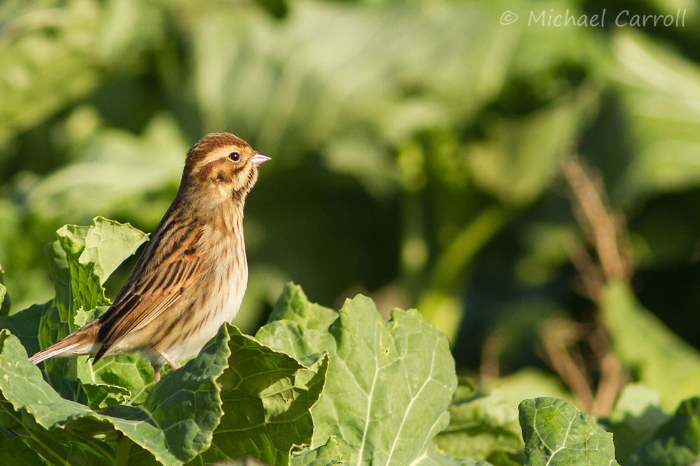 Reed_Bunting_031113_3.jpg