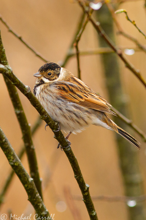 Reed_Bunting_130113_1.jpg