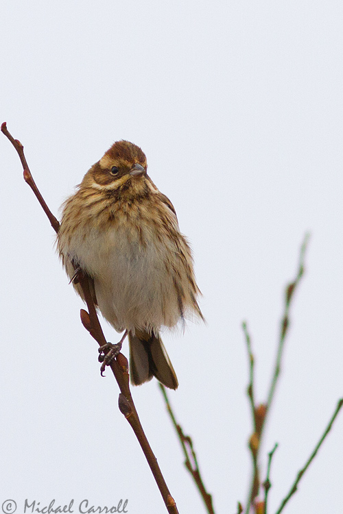 Reed_Bunting_130113_2.jpg