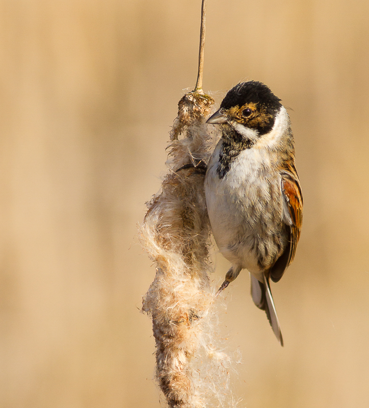 Reed_Bunting_180315_800px_1.jpg