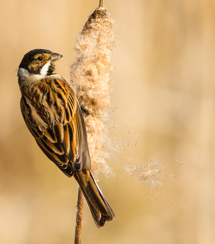 Reed_Bunting_180315_800px_2.jpg
