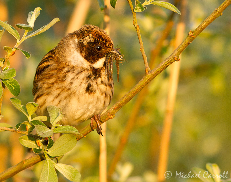 Reed_Bunting_260512_3.jpg