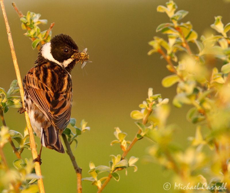 Reed_Bunting_260512_4.jpg