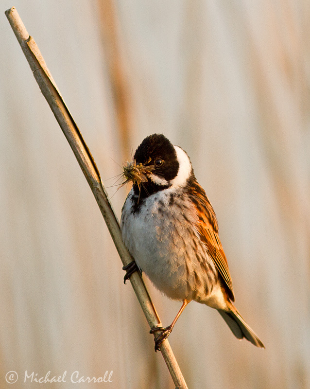 Reed_Bunting_260512_5.jpg