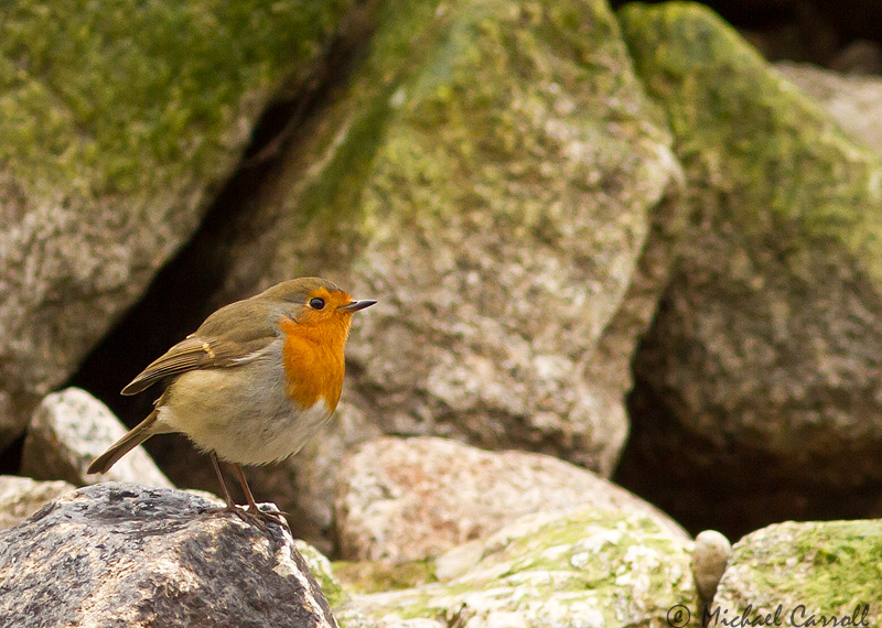 Robin_030313_3.jpg